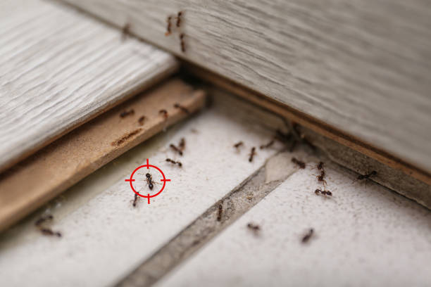 Best Pest Prevention Services  in Anoka, MN