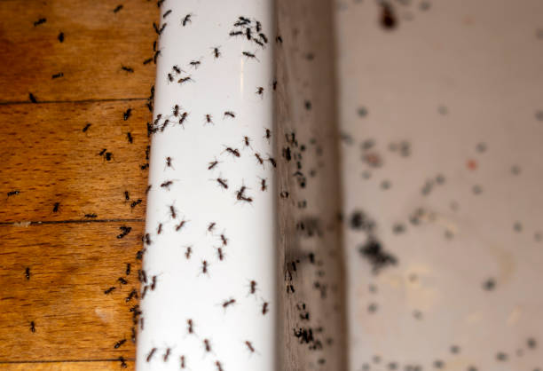 Best Ant Control Services  in Anoka, MN