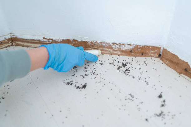 Best Flea Control Services  in Anoka, MN